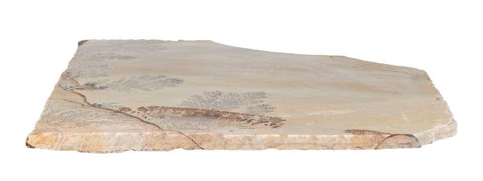 Fossil Sandstone Flagstone